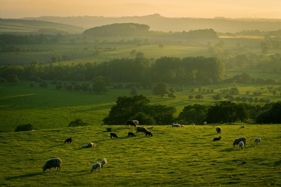 Grazing and Mushrooms: How Livestock Impacts the Meadow Ecosystem